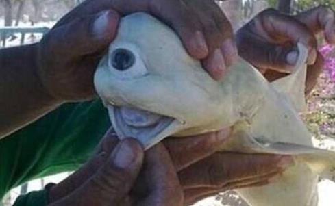 独眼鲨鱼仅一只眼的畸形鲨鱼 世界上有没有独眼鲨鱼