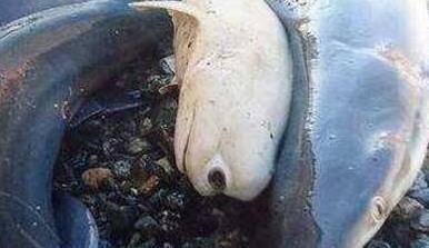 独眼鲨鱼仅一只眼的畸形鲨鱼，世界上有没有独眼鲨鱼