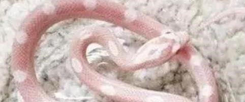 玻璃蛇身体完全透明 全球十大最诡异的蛇之一