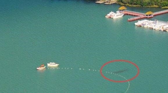 新疆喀纳斯湖水怪真相？长达10米的巨型哲罗鲑现身