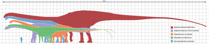 最大的恐龙,易碎双腔龙比长达36米的地震龙还要大