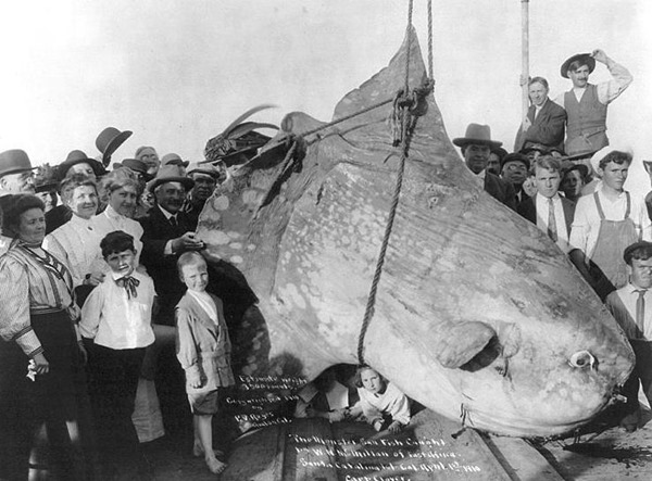 1910年太阳鱼号（sunfish）捕捉到重达3,500磅的翻车鱼