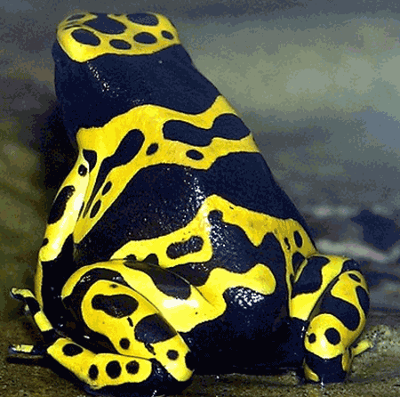 黄金箭毒蛙,世界上最毒的动物