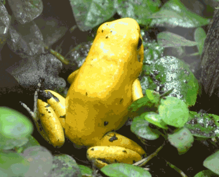 黄金箭毒蛙,世界上最毒的动物