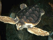 赤蠵龟,世界上最大的硬壳龟